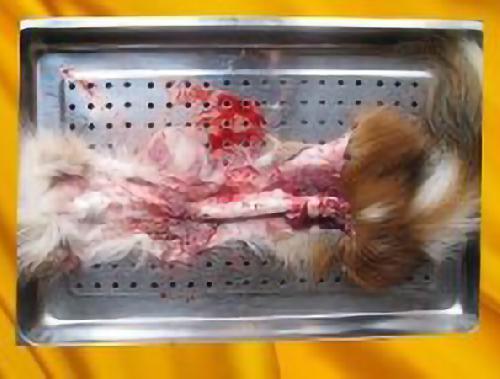 新鲜梅花鹿鹿鞭