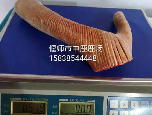 现场收购鲜鹿茸