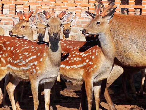 收购出售养殖梅花鹿